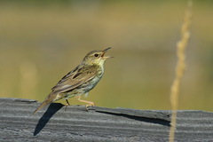 Locustella lanceolata