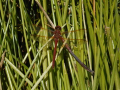 Sympetrum madidum