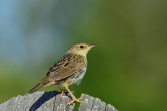 Locustella lanceolata