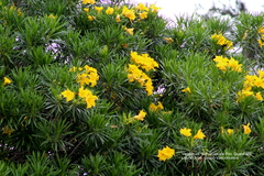 Cascabela thevetioides