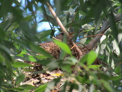 Turdus pilaris