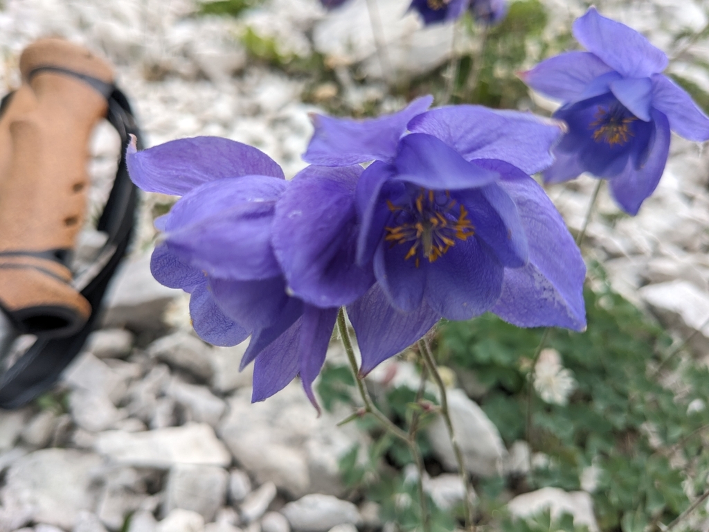 Aquilegia iulia