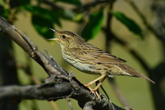 Locustella lanceolata