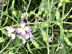 Raphanus sativus raphanistroides