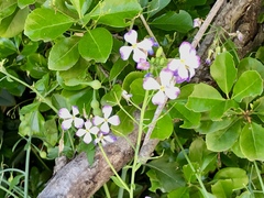 Raphanus sativus raphanistroides