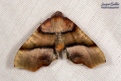 Plagodis phlogosaria