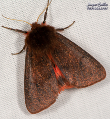 Phragmatobia