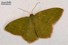 Thalera pistasciaria