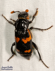 Nicrophorus sayi