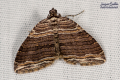 Anticlea multiferata