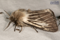 Spilosoma dubia