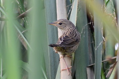 Locustella lanceolata