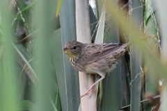 Locustella lanceolata