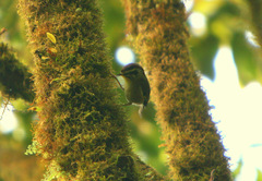 Schoeniparus castaneceps