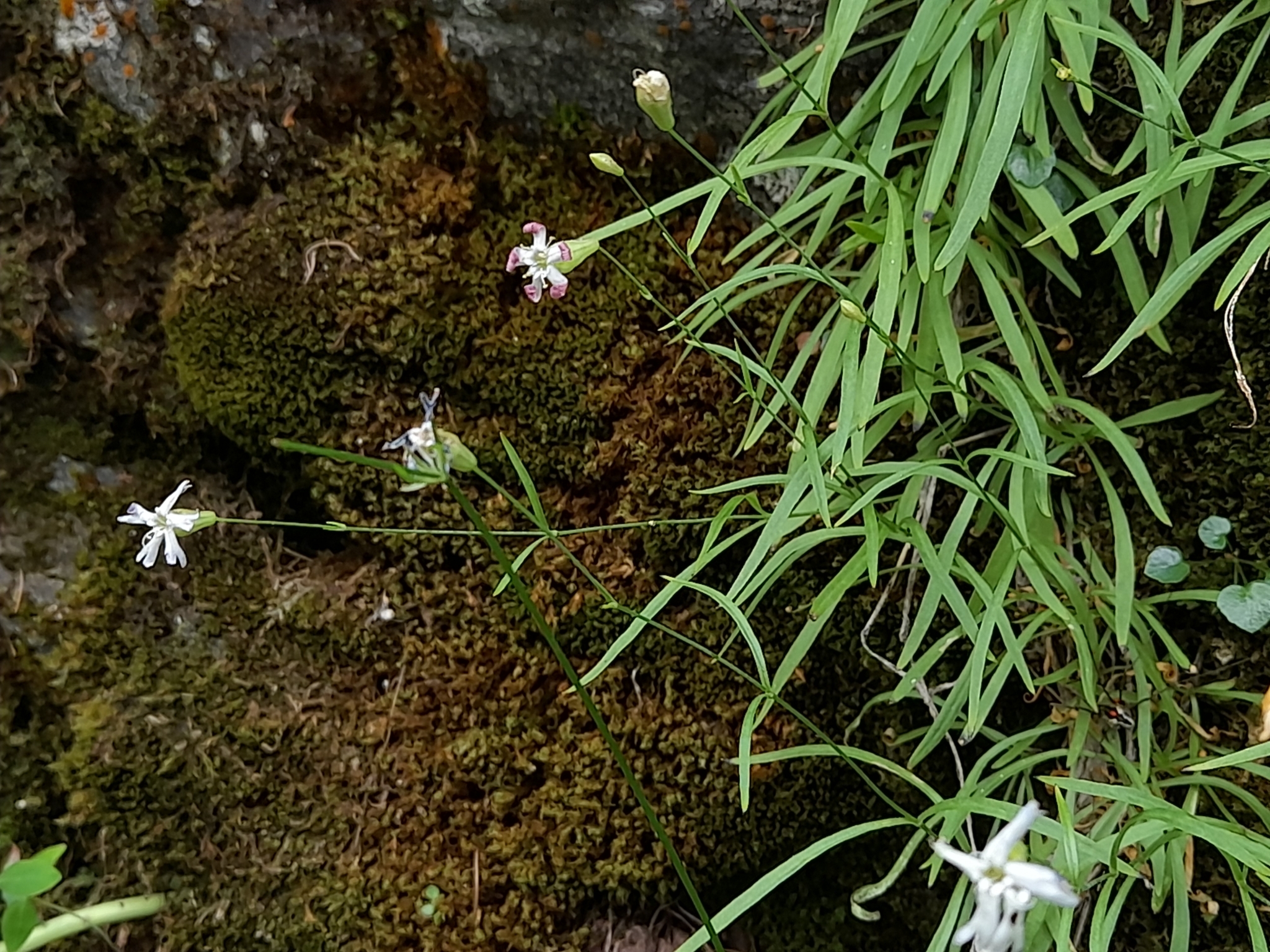 Silene campanulada
