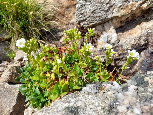 Image of Piedmont Saxifrage (Saxifraga pedemontana) by (c) Flavien Saboureau, some rights reserved (CC BY)
