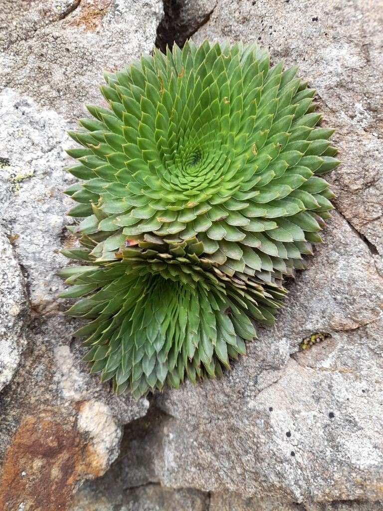 Saxifraga florulenta Moretti