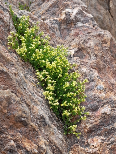 Swiss bedstraw (Galium tendae)