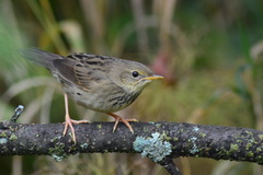 Locustella lanceolata