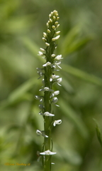 Platanthera dilatata leucostachys