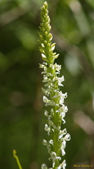 Platanthera dilatata leucostachys
