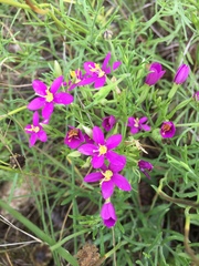 Zeltnera beyrichii