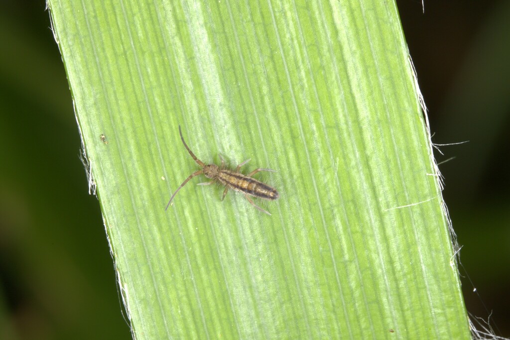 Orchesella kervillei