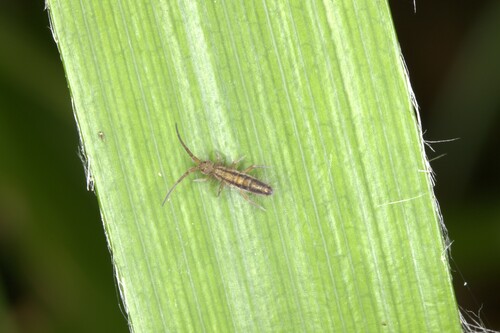 Orchesella kervillei