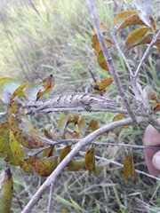 Polychrus acutirostris