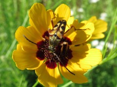 Typocerus octonotatus