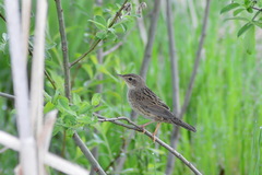 Locustella lanceolata
