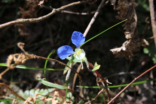 Asiatic dayflower