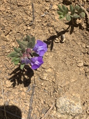 Scutellaria brittonii
