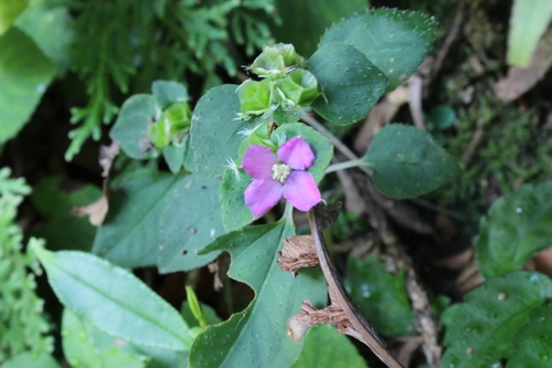 Persian violet melastome