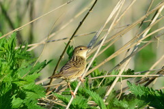 Locustella lanceolata