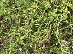 Raphanus sativus raphanistroides