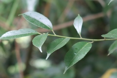 Ilex ficoidea
