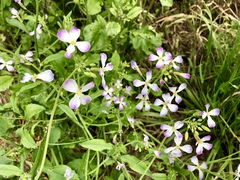 Raphanus sativus raphanistroides