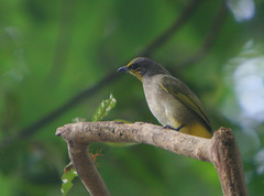 Pycnonotus finlaysoni