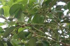 Ilex ficoidea