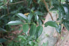 Ilex ficoidea