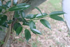 Ilex ficoidea
