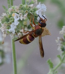 Euodynerus hidalgo hidalgo