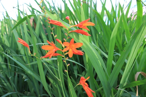 Garden Montbretia