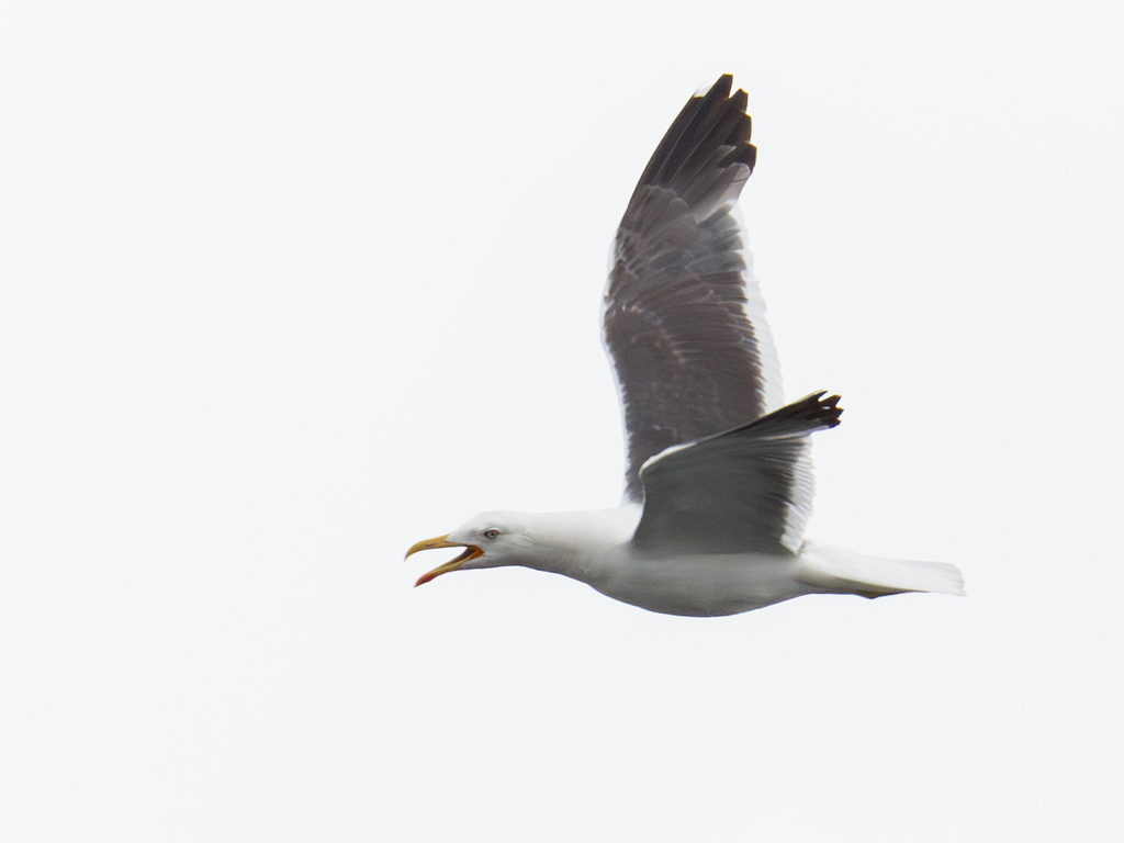 줄무늬노랑발갈매기 from Central Bedfordshire, UK on 2024년... William Stephens · iNaturalist 줄무늬노랑발갈매기 (Larus fuscus)