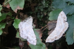 Scopula propinquaria