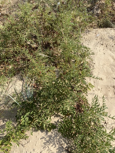 Image of Glycyrrhiza glabra by (c) Илья Руденко, some rights reserved (CC BY)