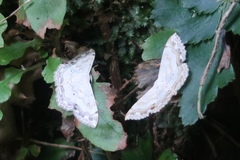 Scopula propinquaria