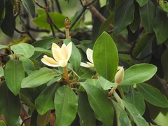 Magnolia iltisiana