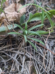 Phlox buckleyi, photograph (c) Alaina Krakowiak, some rights reserved (CC BY)